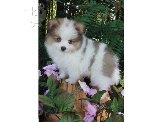 Ευφυής Pomeranian κουτάβια.